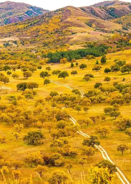 内蒙水洞沟大草原(草原沙漠疏林)2