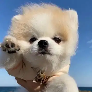 头像狗狗可爱蠢萌清新