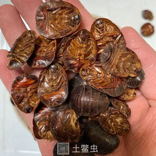 中药材土鳖虫土鳖虫有卖质量可靠