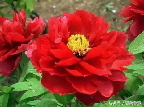 8月18日88朵大吉大利牡丹花,送给我的朋友圈,祝您发发发