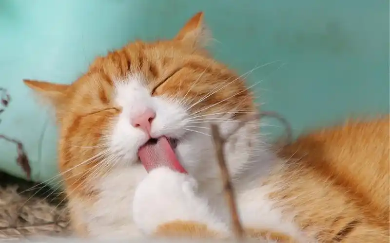 很治愈很暖心的动物壁纸_萌萌的可爱动物