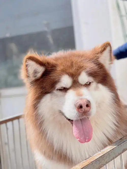 marshall#阿拉斯加  #宠物  #我家宠物好可爱  #丫头家犬舍 #阿拉斯加