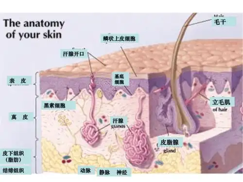 皮肤组织解剖学教程方案.ppt