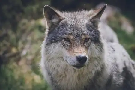 美丽的野生的鸟兽等肖像关于灰色的狼/canister小罐狼疮在户外采用