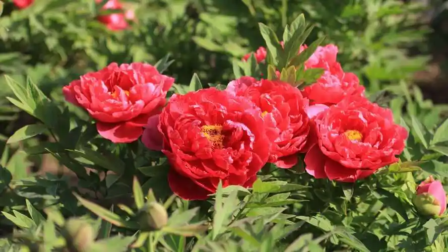 国色天香牡丹花 - 美篇