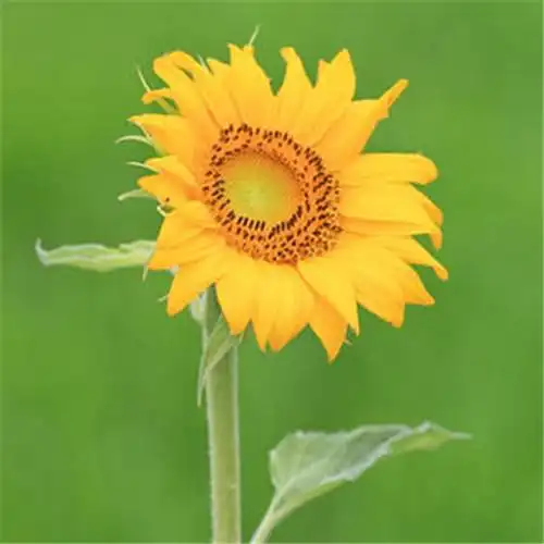 高清能带来好运的微信头像大全2021图片