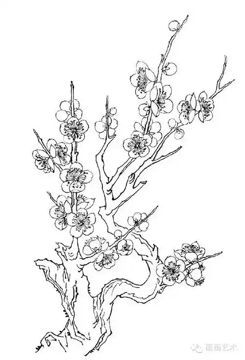 白描梅花基本技法与画谱