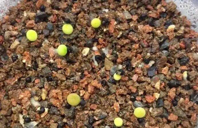 牡丹种植花种催芽方法_种子