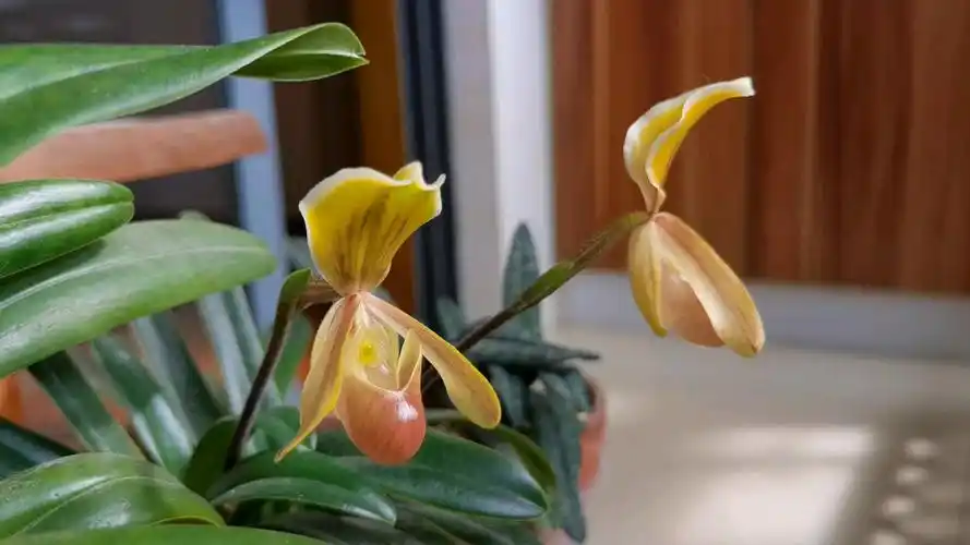 海伦兜兰paphiopedilumhelenae