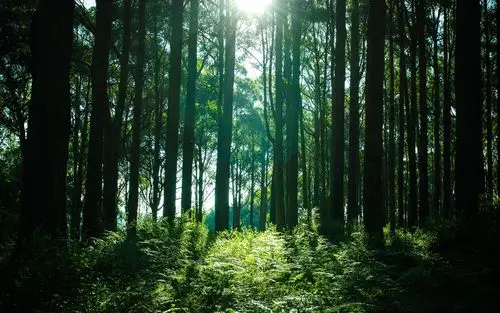 首页 自然和风景 森林和树木 森林,树木,阳光,绿色 壁纸 下载 1280x