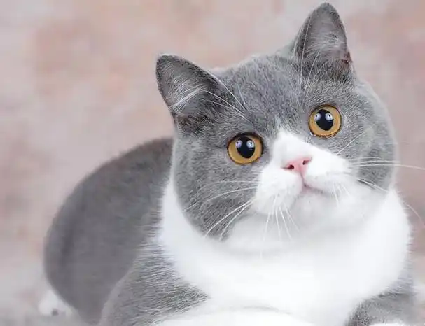 蓝猫是英短中的一种,加上价格便宜,很多人都喜欢养一只蓝猫,而在养猫