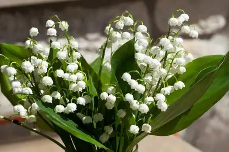 盛开是谷中的百合花照片