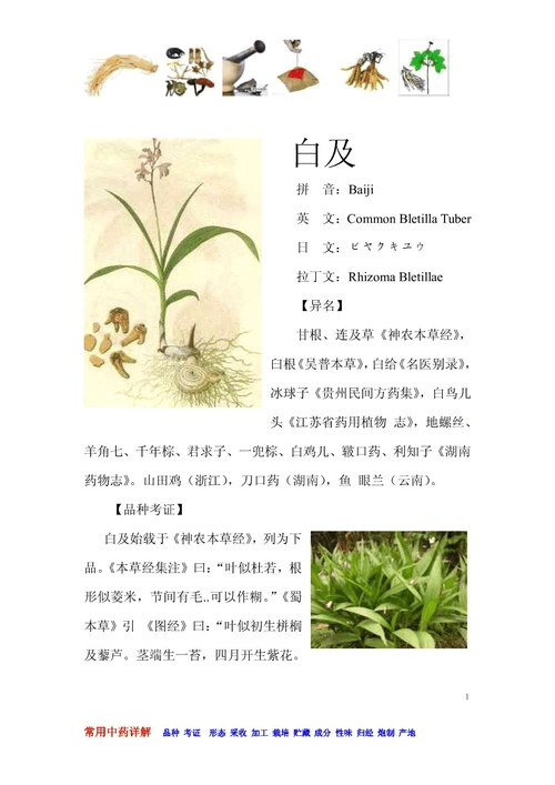 白及-常见中草药详述