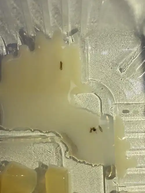 上海江桥万达金街1点点店 奶茶喝出虫子跟我说是茶叶 然后说再给我做