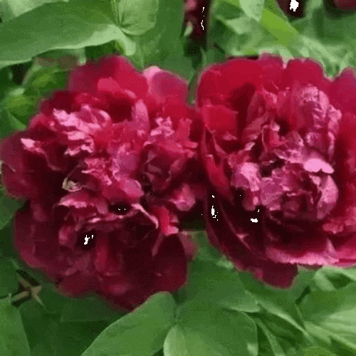 读文感悟随写!(2)清纯莲花(动图与文字内容皆为原创) 20200519