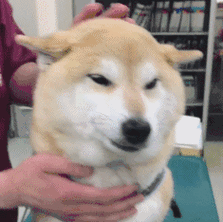 狗狗抓痒毛茸茸汪星人gif动图_动态图_表情包下载_soogif