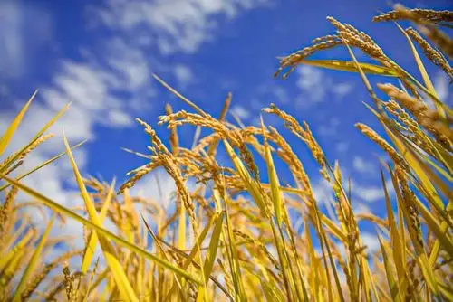 北安印象黑土地稻香情