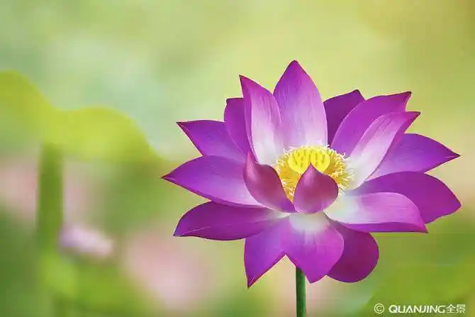 莲花图片_图片大全