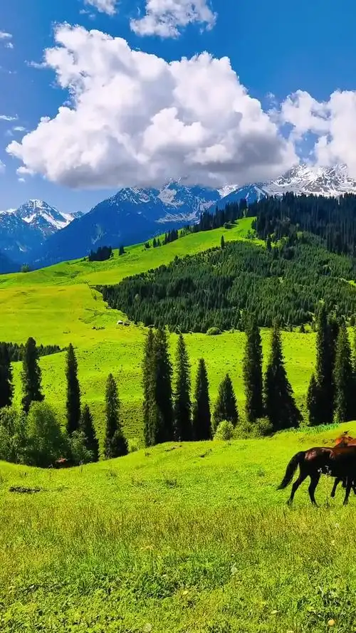 今天的巩留县恰西景区,美不美你说了算旅行推荐官 新疆伊犁风景