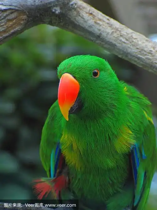 绿鹦鹉
