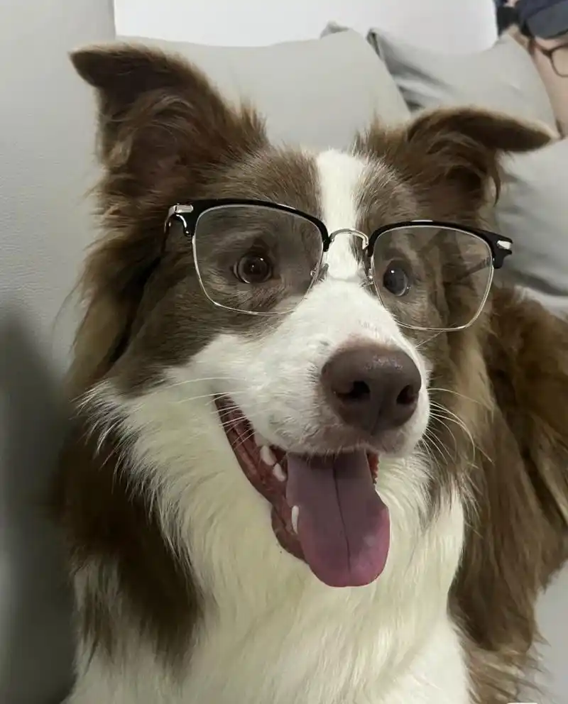 见过戴眼镜最帅的狗狗98