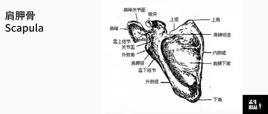 scapula 肩胛骨 scapula ,这个词汇来源于希腊语:挖掘,因为肩胛骨三角