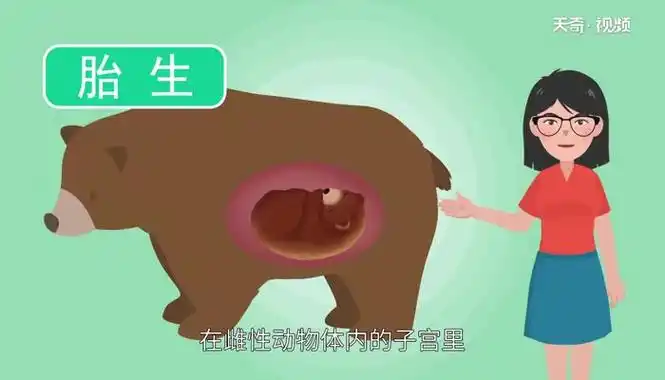 胚胎发育所需要的营养可以从母体获得,直至出生时为止.