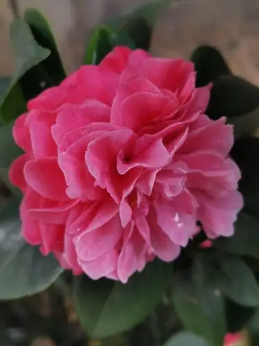 校园山茶花斗艳 2021-02-11广州