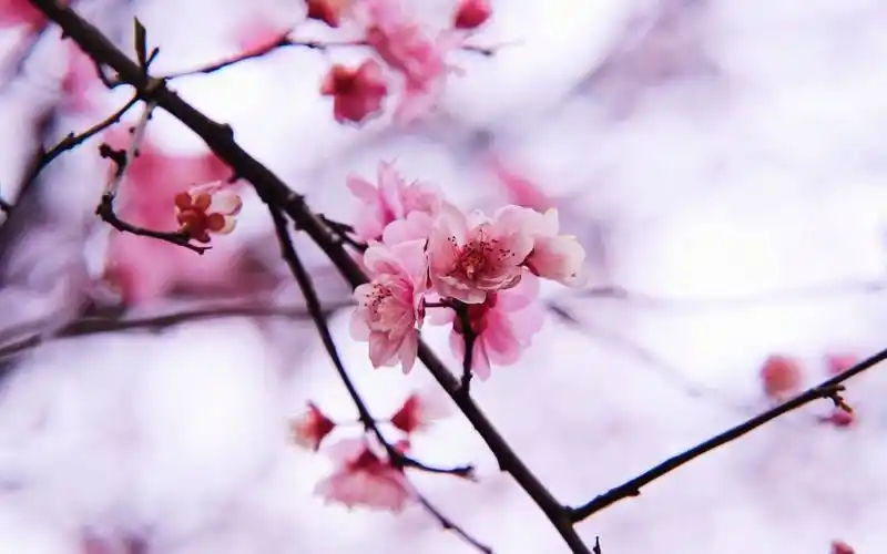 自然景色欣赏 梅花