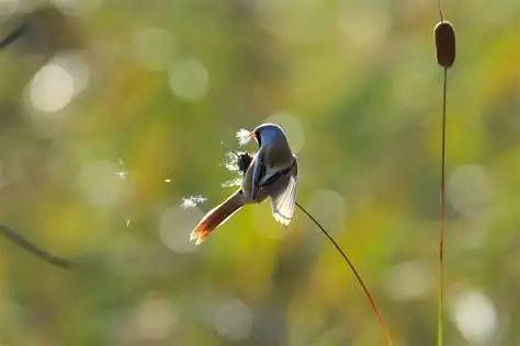 探花雀儿满天飞在线观看雀儿满天飞在线观看2022已更新今日动态
