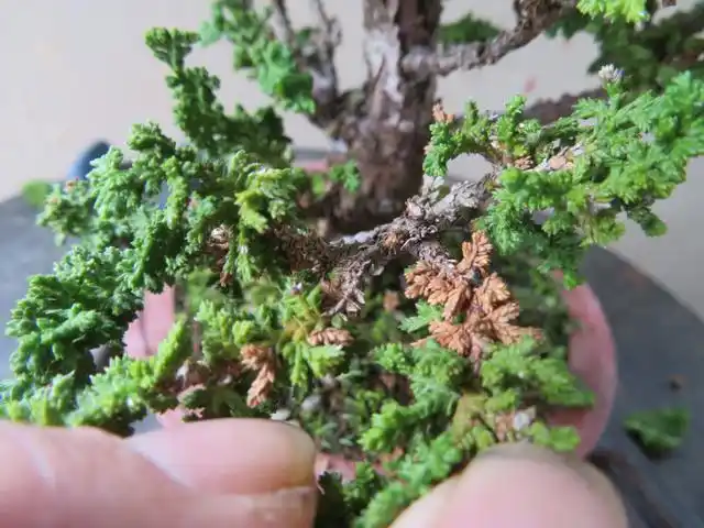 爱木盆景|微型石化桧整型保养,盆景小细节不容忽视