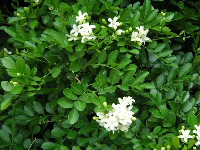 九里香 - 植物图谱 - 中华药典-国医小镇