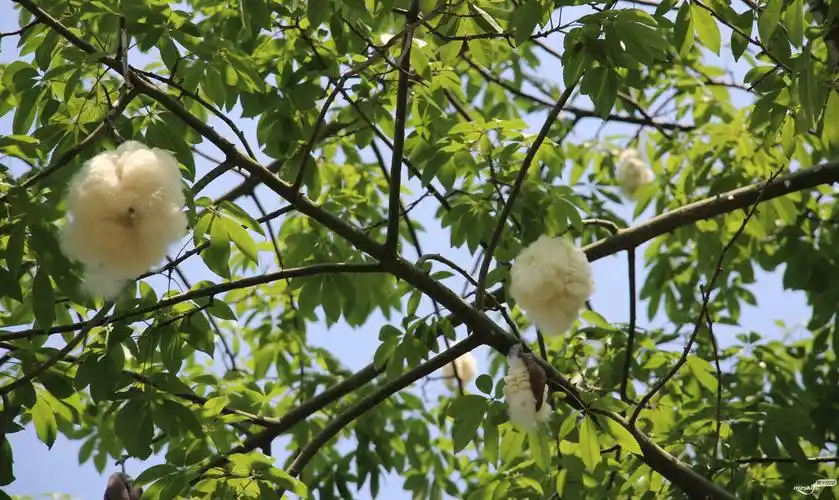 再拍异化木棉果成熟爆花一景(归读公园)