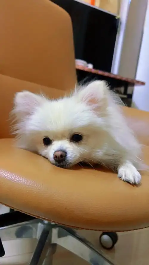 没人拒绝得了小狗狗 #萌到爆炸了99  惹人怜,惹人爱#被 - 抖音