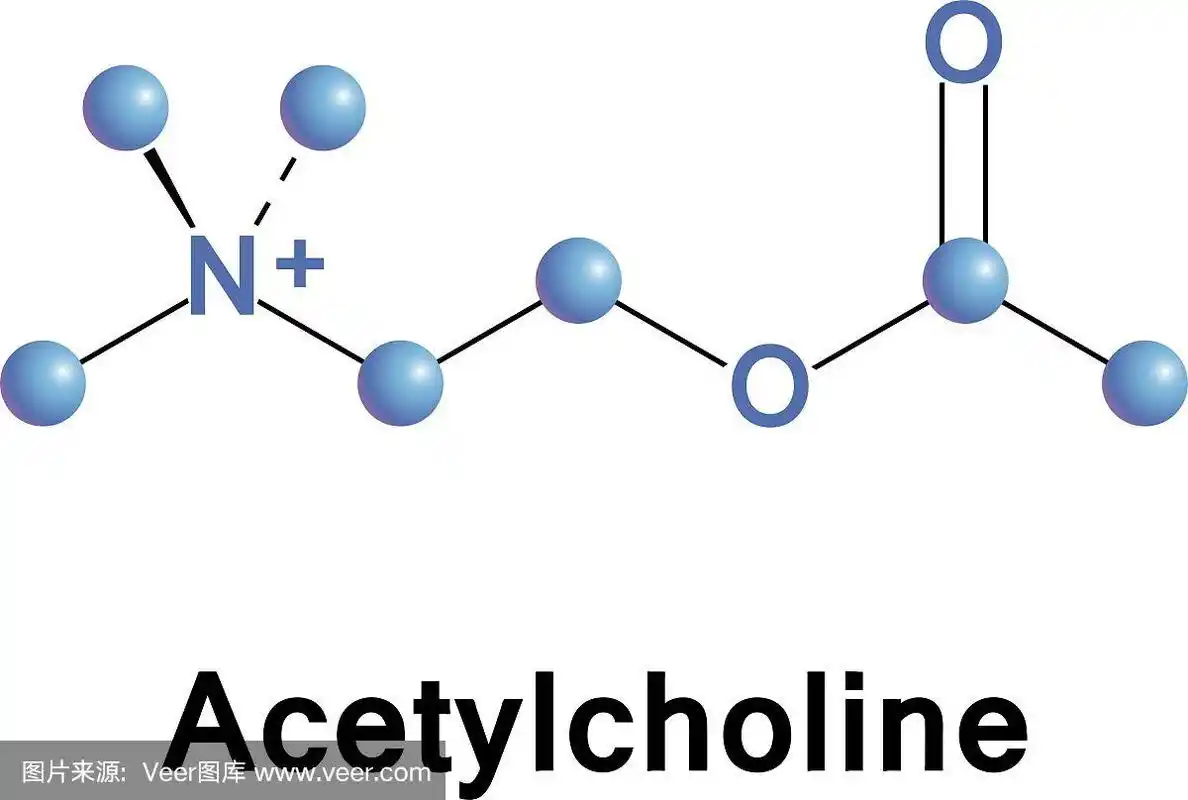乙酰胆碱