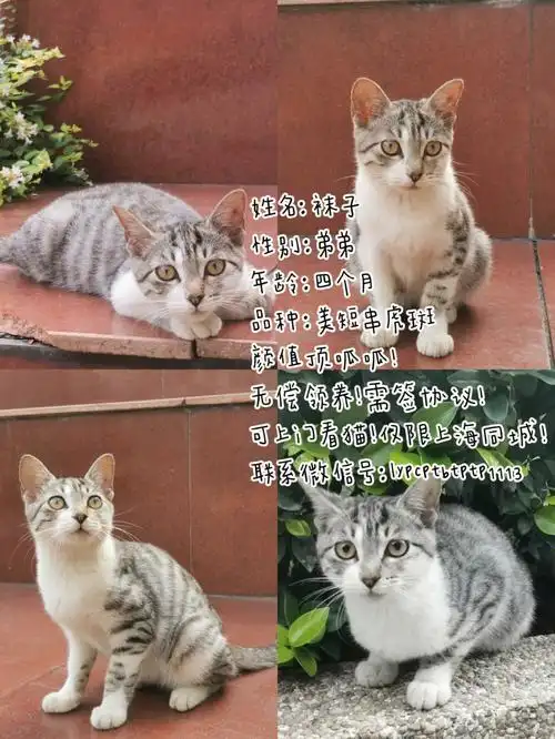 已领养四个月美短串英短弟弟