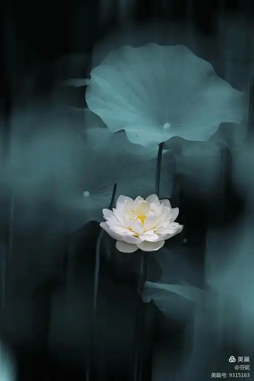 莲,纯洁的灵魂,带着微微禅意,散着柔美的佛光;嫣然浅颦,不发一语,已是