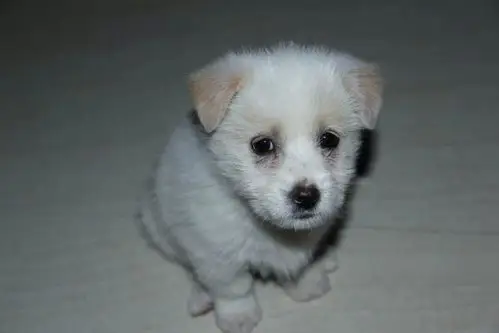 狗狗是土狗吗?还是哈巴狗?