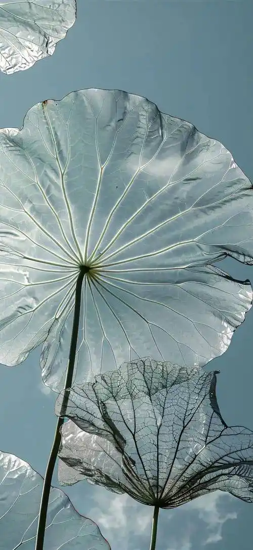 1080_2342竖版 竖屏