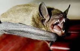 蝙蝠会咬人吗 蝙蝠会咬人吗?有毒吗_品学知识网