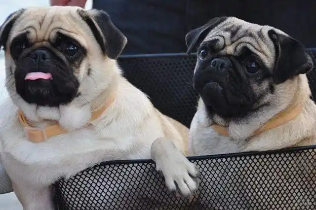 但是这并不妨碍人们爱这种呆萌可爱的狗狗,巴哥犬长的委屈巴巴的,大