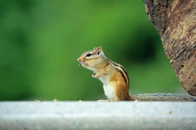秋天里的小松鼠