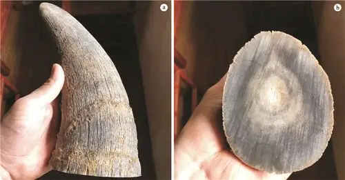 犀牛角及其仿制品的鉴定特征