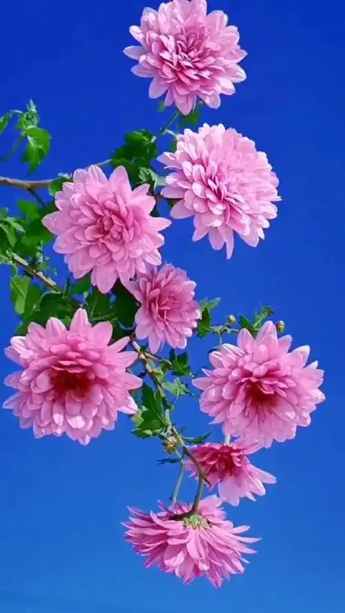 家花野花鲜花#美美的花朵,送给漂亮的你