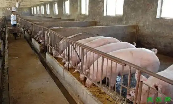 今天来谈一谈大棚养猪怎么建猪舍,大棚建猪舍与猪圈的建设要求,一起来