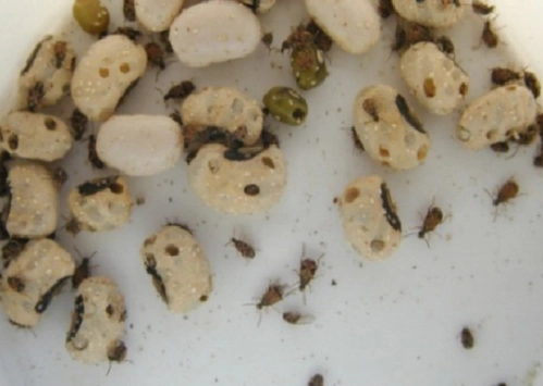 展开全部 这虫子叫豆象,可能你家里的豆子长虫了或者邻居家豆子长虫