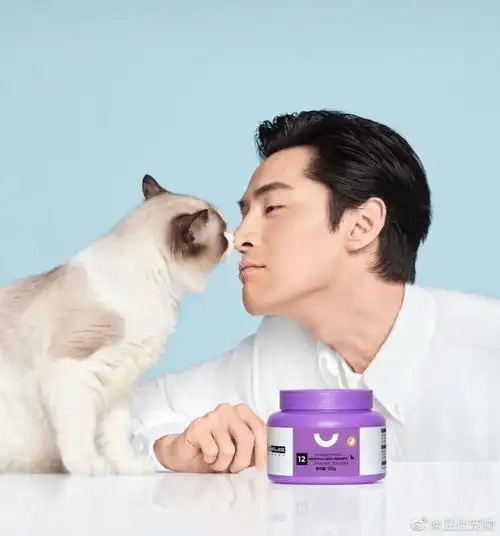 胡歌的这支猫片广告,将主人与宠物的关系讲透了