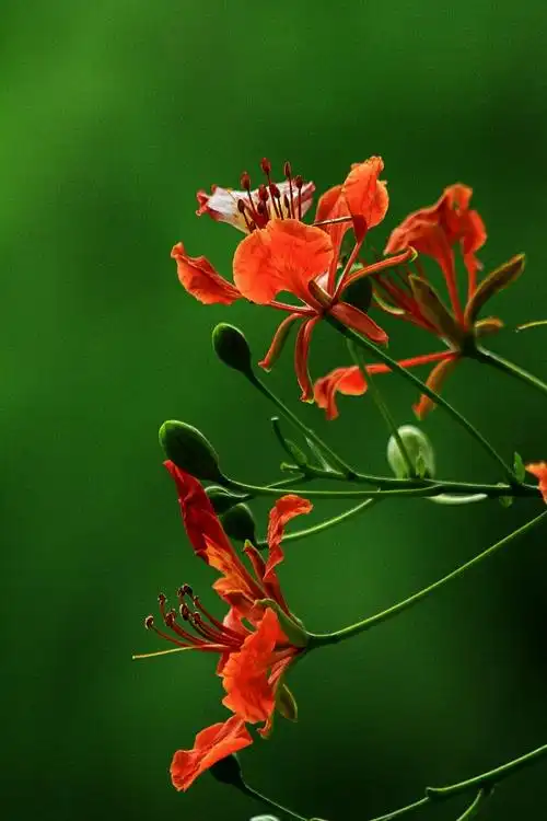 凤凰木开花了,叶如飞凤之羽,花若丹凤之冠.