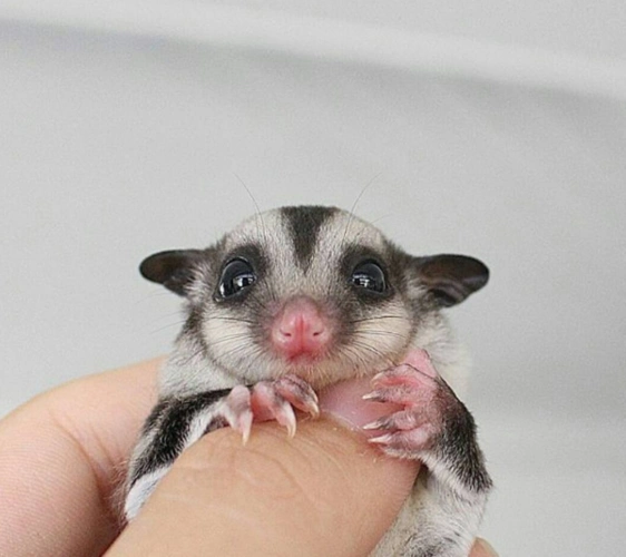 订阅 这个可爱的小小只的动物可不是什么蝙蝠哟,它叫蜜袋鼯(wú),是一