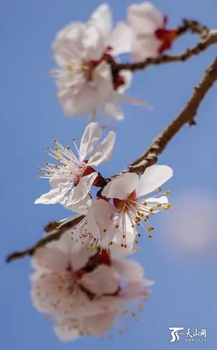 杏花朵朵开皮山春意浓